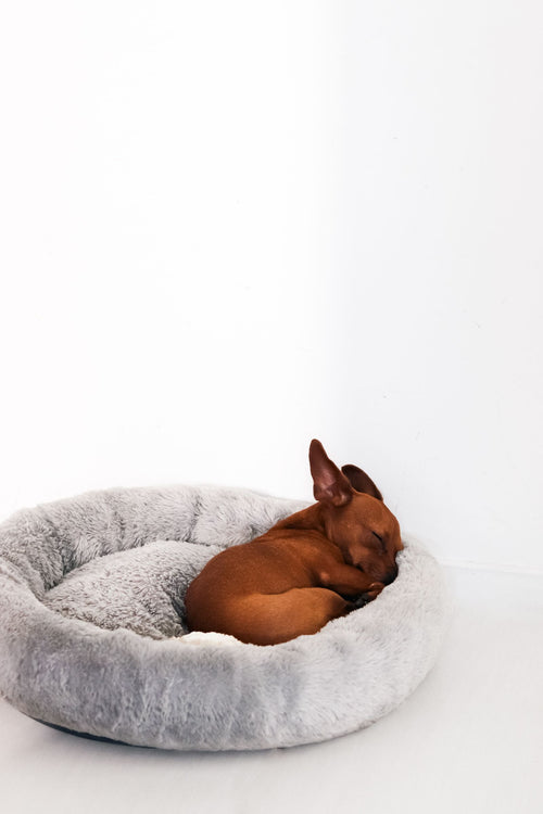 Small dog sleeping in a fluffy grey calming donut bed