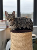 Tabby cat resting on top of a natural sisal scratching post