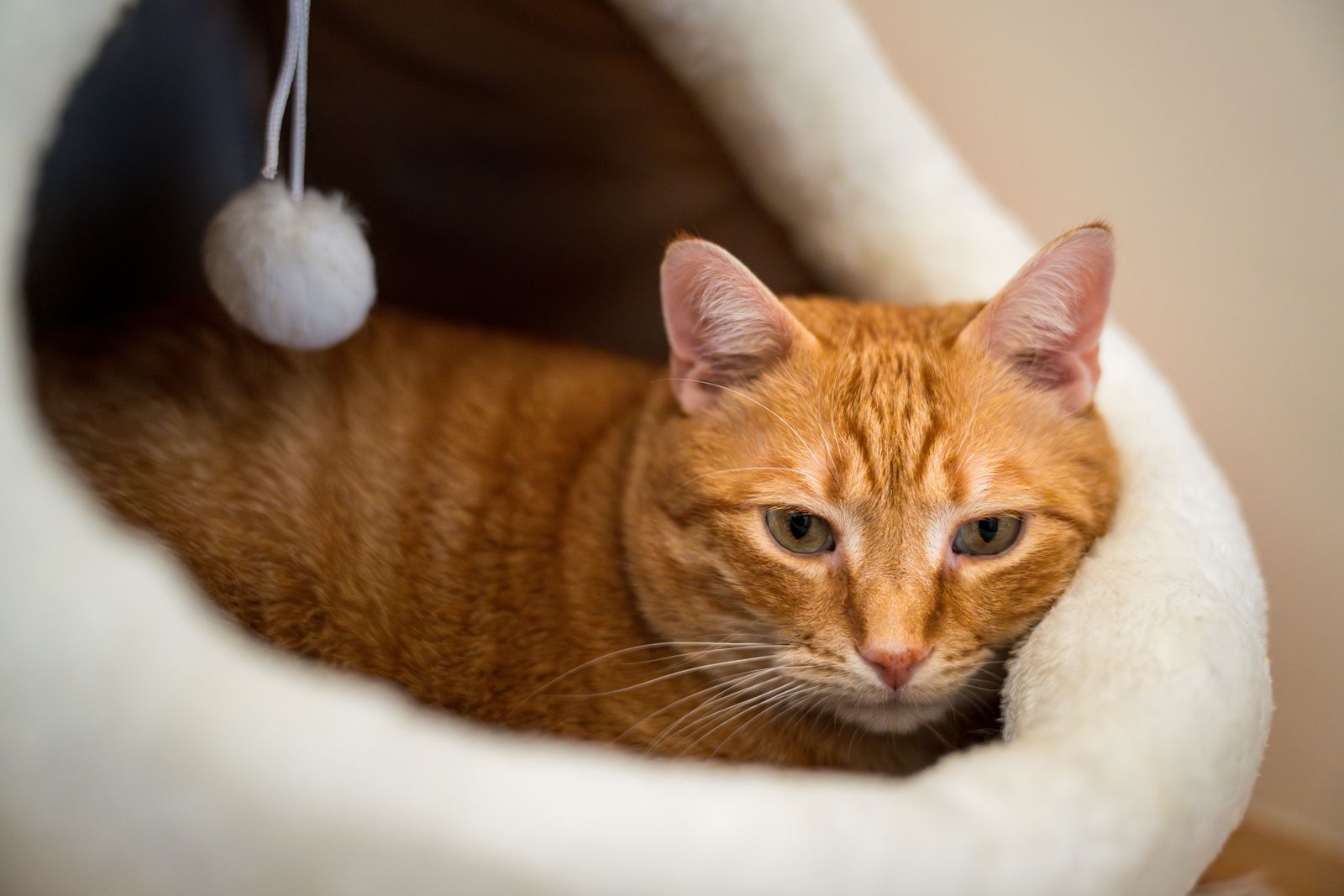 Ginger cat resting inside a soft plush cat cave bed