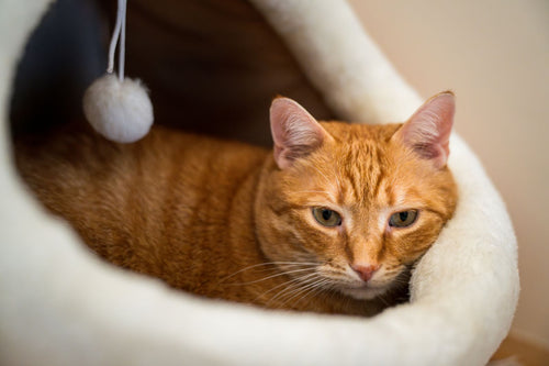 Ginger cat resting inside a soft plush cat cave bed