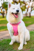 Happy white dog wearing a pink padded no-pull harness outdoors