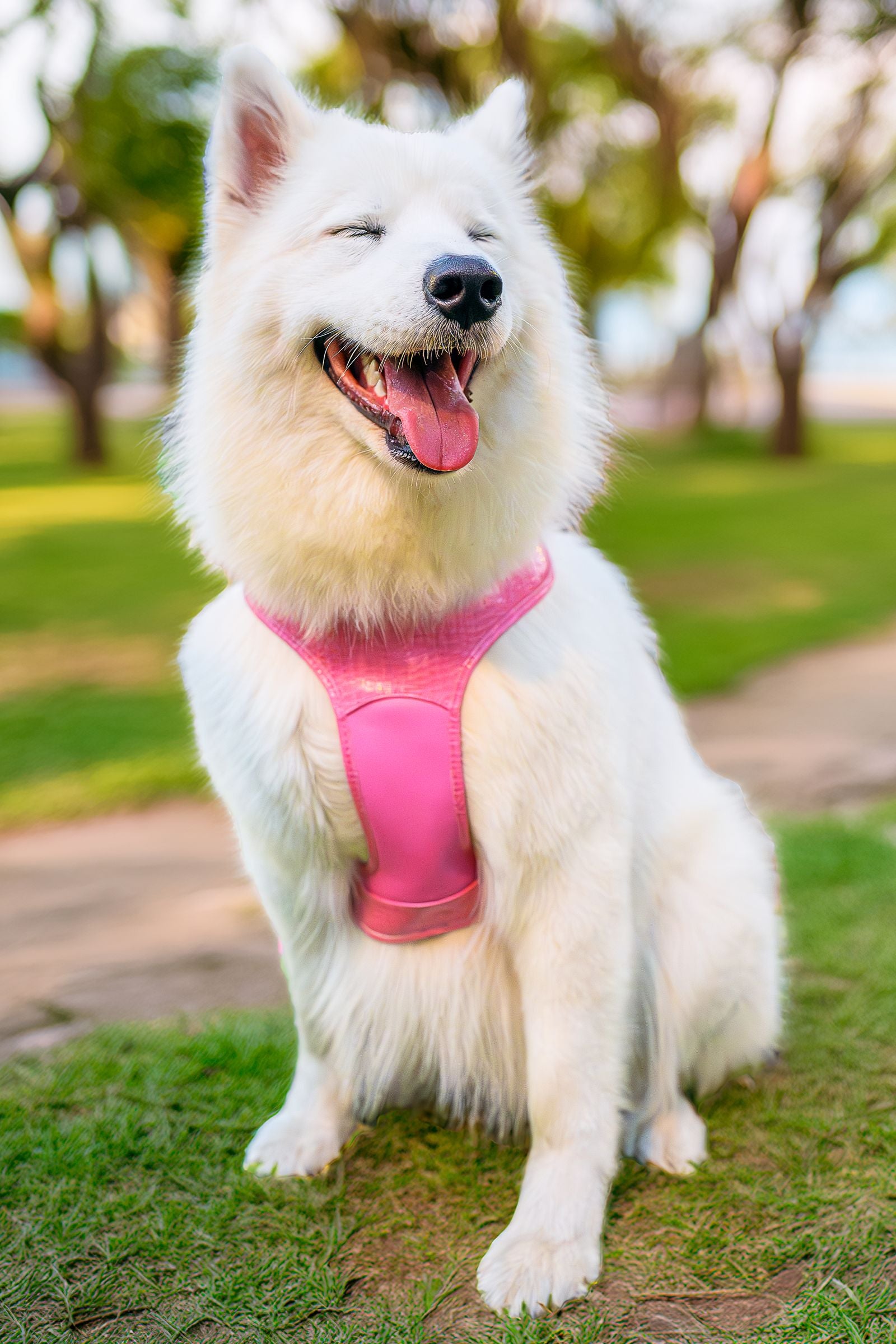 Happy white dog wearing a pink padded no-pull harness outdoors