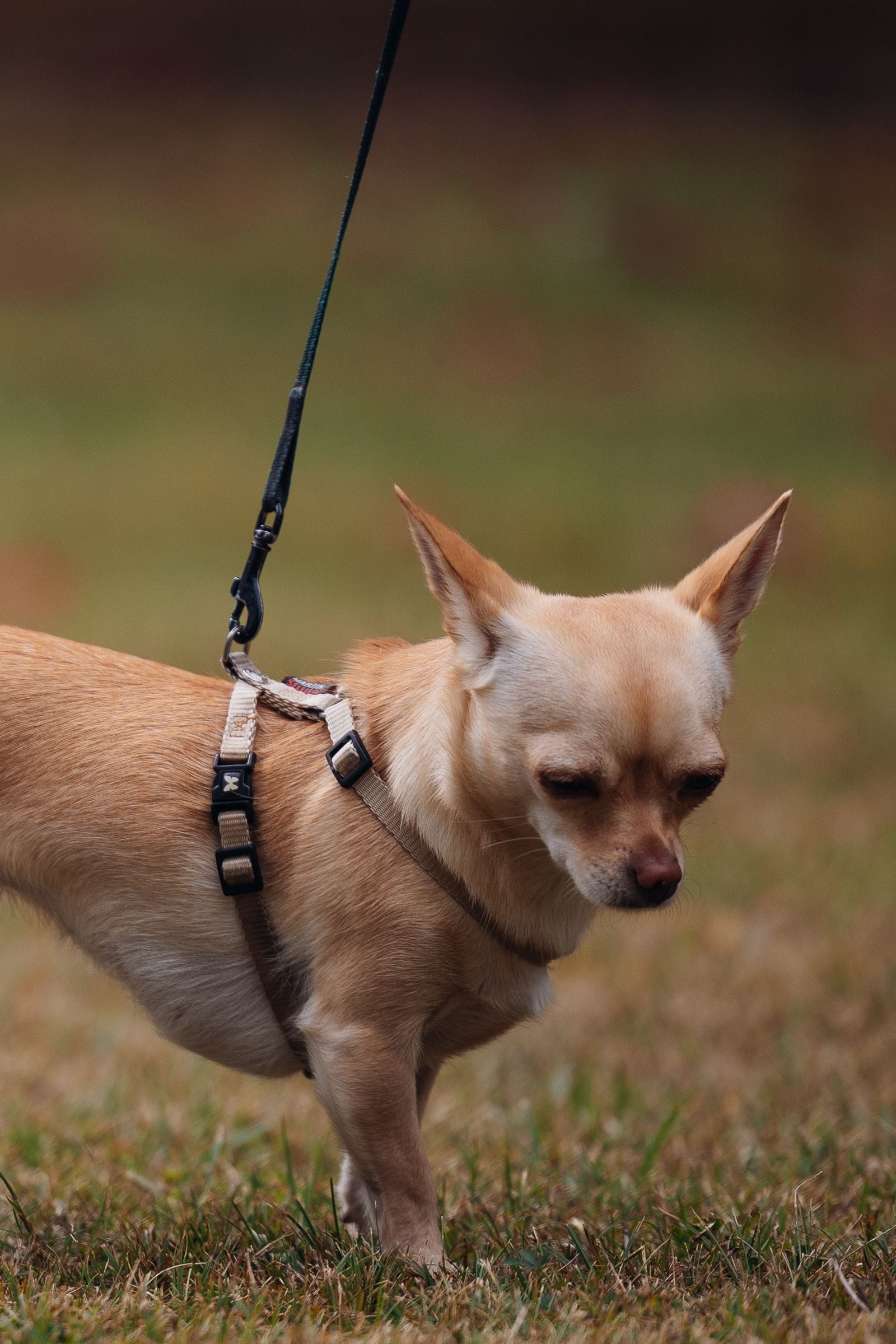 Small dog walking on a lead with harness in the park