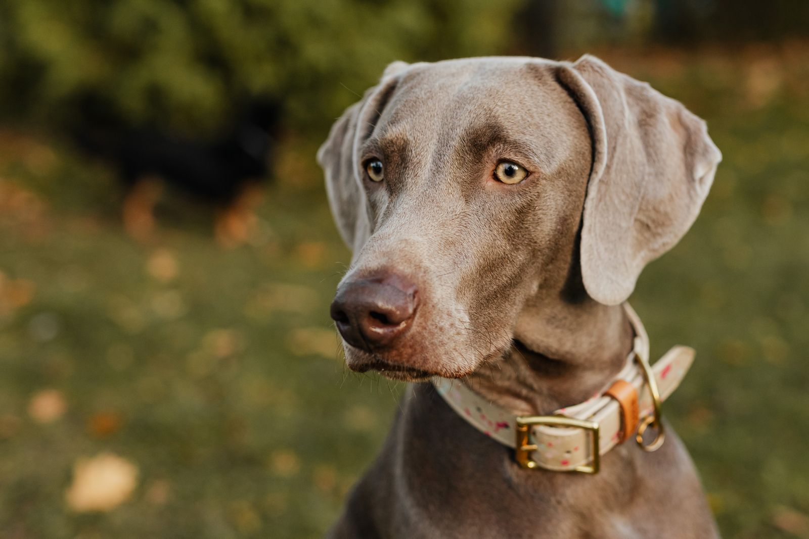 Weimaraner dog wearing an elegant leather collar with brass buckle
