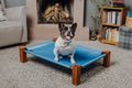 French bulldog sitting on a blue elevated raised dog bed
