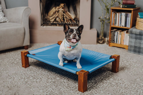 French bulldog sitting on a blue elevated raised dog bed