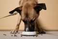 Dog eating kibble from a bowl at mealtime