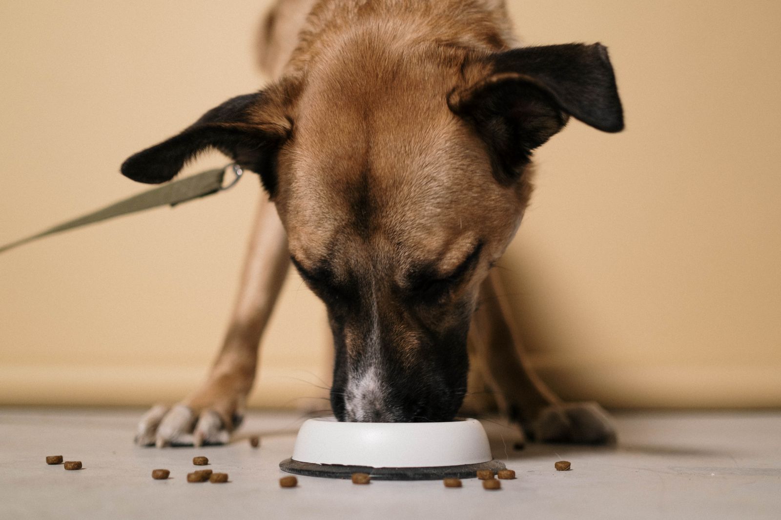 Dog eating kibble from a bowl at mealtime